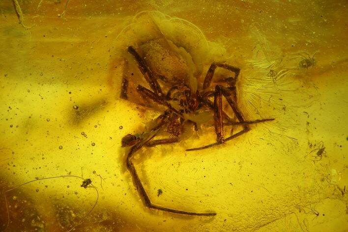 Fossil Spider (Araneae) and Mites (Acari) In Baltic Amber #170065